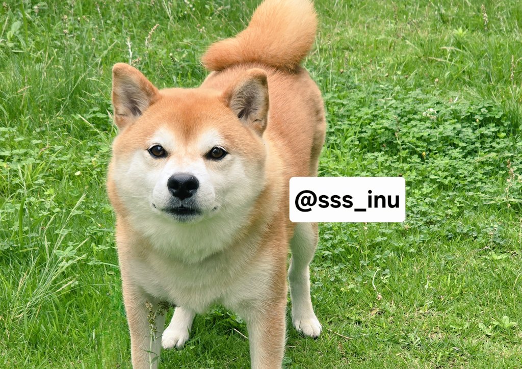 sss_inu's tweet photo. おはよ～～🌿🌿 https://t.co/kqeTEDFrlV