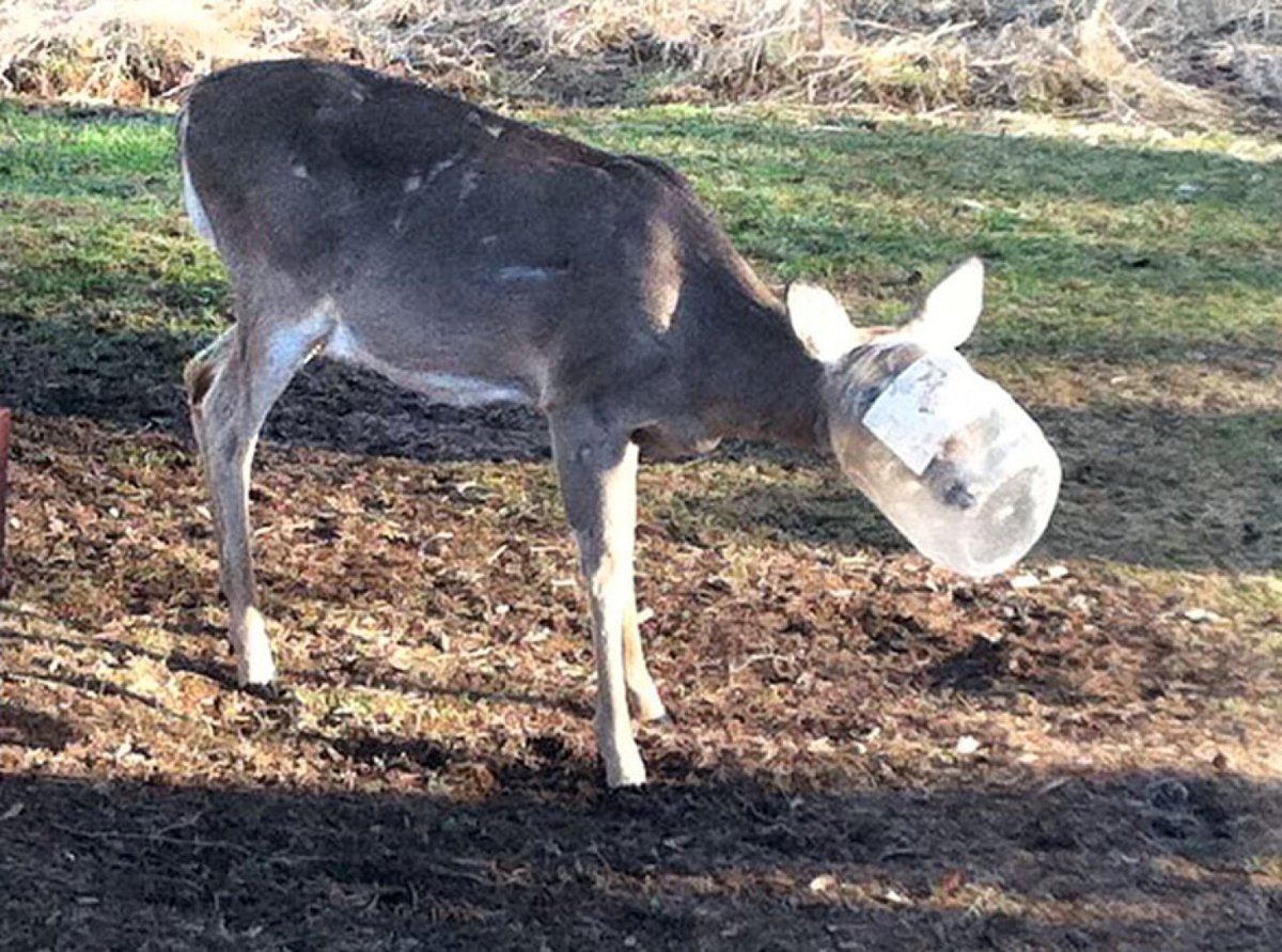 giveashitnature's tweet photo. A fox somewhere is walking around right now with a peanut butter jar stuck on its face.

This happens constantly. The food smell pulls them in, the narrow opening and slick interior trap them, and they can't get free. 

Skunks, raccoons, foxes, opossums, mice, and bears have all been documented this way. A trapped animal can't drink. Most die of dehydration within days, wandering miles trying to scrape the jar off against rocks and trees.

The fix is 30 seconds of hot water before the jar goes in the recycling. Swirl, rinse, done. The smell is gone and the trap isn't a trap anymore.

Same goes for jelly jars, mayo jars, nut butter containers, anything deep and narrow that held something with a delicious smell. One rinse is all it takes to avoid this.