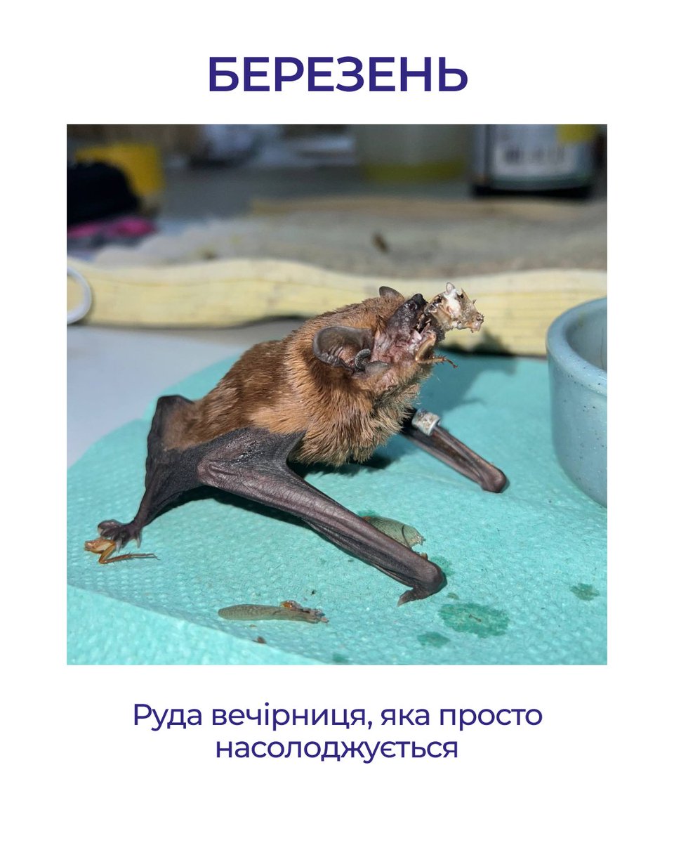 _carrycarrot's tweet photo. А й справді руда) https://t.co/insF0HhFNj