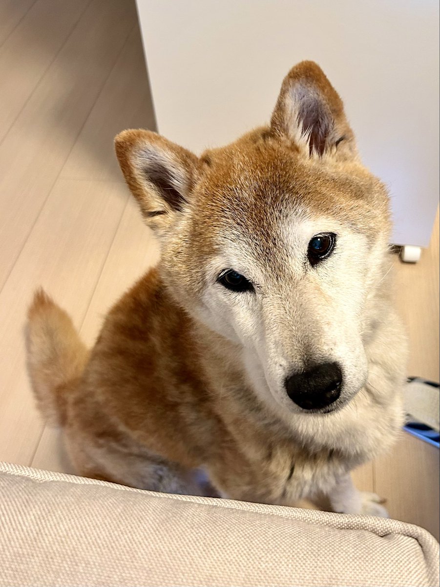 shibagin2012's tweet photo. パン食べてますね🐶
くれさいね🐶
#柴犬　#柴犬を崇めよ https://t.co/ii18UGAwcl