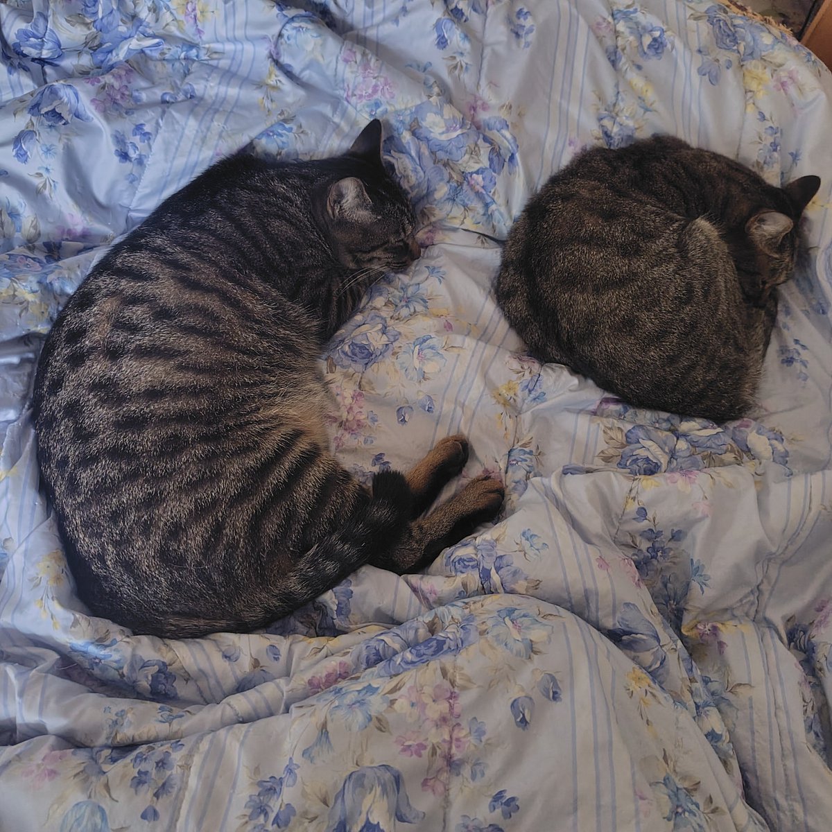 Fla_Fay's tweet photo. おはキジ系☁
左から、げんき、はな、ゆう
😼🐱😺
夜明け前はちゃっけも居て、ゆうも布団に居て、おじさんは寝返りするのが大変でした〜
#猫のいる生活 https://t.co/3zPtMvPFf1