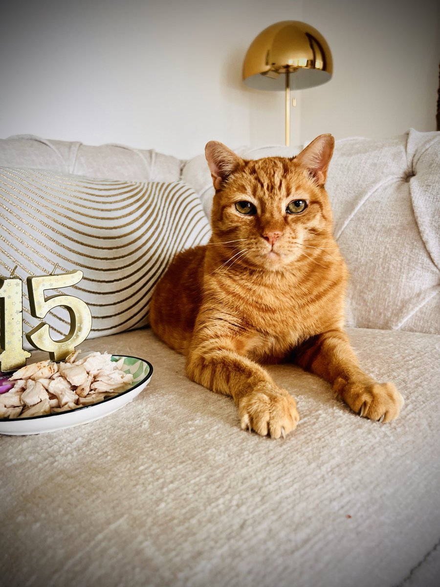haglobalmd's tweet photo. @feelgoodtale I had a v similar experience. I met Mr Tango at a shelter I volunteered at. He’d been there 8months. An older boy with spine issues, got passed by. Today,3yrs later together he turned 15/76 in cat yrs is living his best life @ our home. We 🧡 Maximus Marcus Aurelius Tango v much https://t.co/NzhAFxYAqY