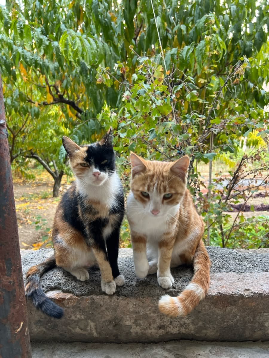 maddy as cats!! 🍓 tweet media