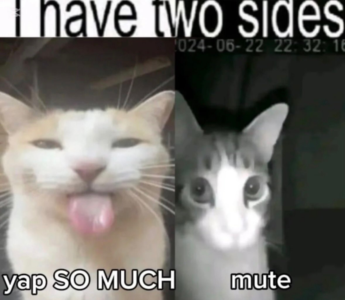 cats being cats tweet media
