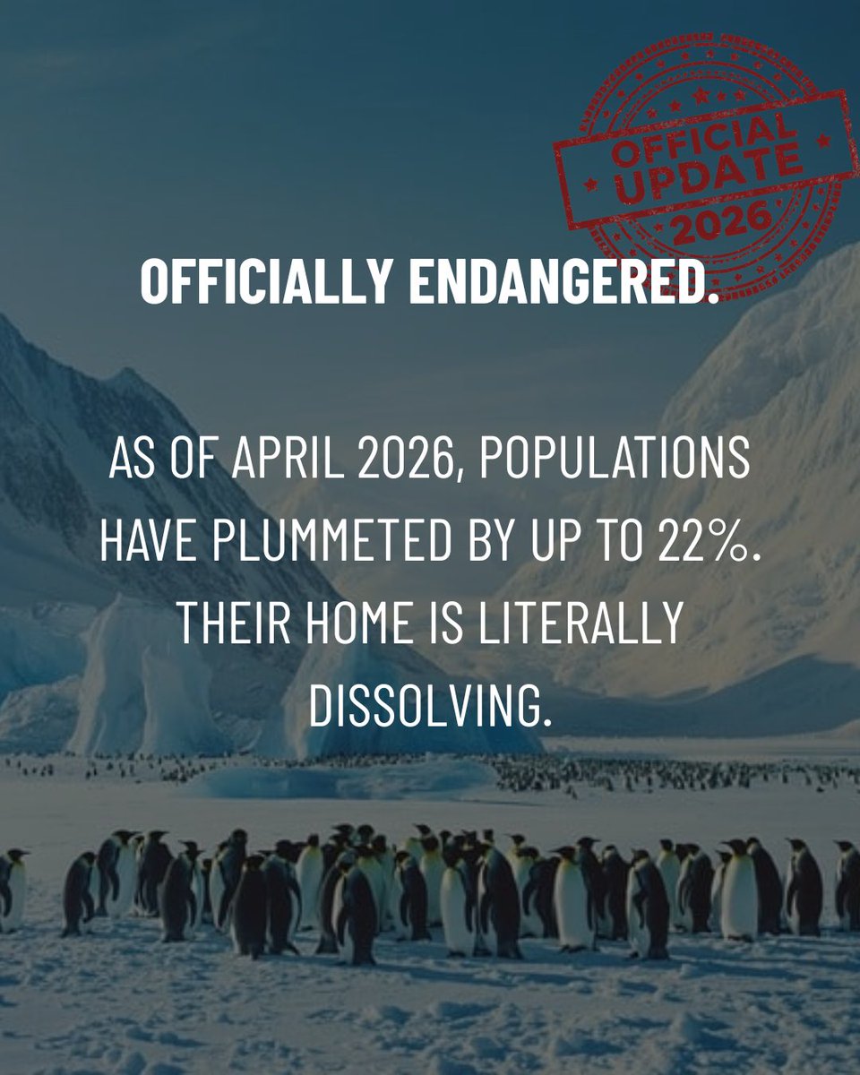 EarthHeroOrg's tweet photo. 🚨 In April 2026, the IUCN officially declared Emperor Penguins ENDANGERED.

10,000 chicks perished in one region when sea ice melted before they grew waterproof feathers. Without emissions cuts, 90% of colonies face extinction. We must act. 🌍 https://t.co/8FUHL3Auby