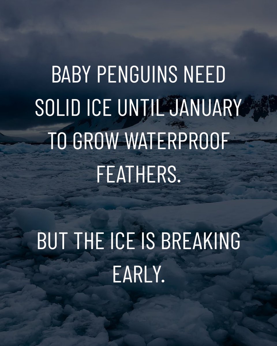 EarthHeroOrg's tweet photo. 🚨 In April 2026, the IUCN officially declared Emperor Penguins ENDANGERED.

10,000 chicks perished in one region when sea ice melted before they grew waterproof feathers. Without emissions cuts, 90% of colonies face extinction. We must act. 🌍 https://t.co/8FUHL3Auby