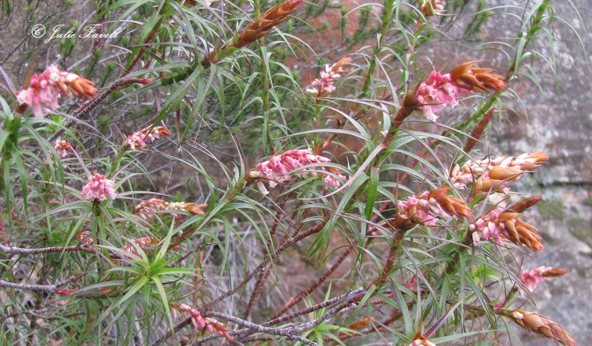 info_leg's tweet photo. Keep your eyes peeled July to Sept in shady moist areas for this beautiful native Dracophyllum secundum. Procumbent or erect shrub to 1 m high. Leaves spreading, lanceolate, usually 5–14 cm L, 5–12 mm W, Flowers in narrow panicles 5–15 cm long https://t.co/7sQNxpguix