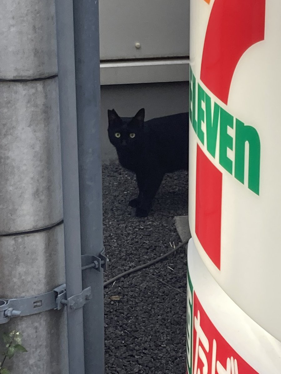 今日は人懐っこい子また予想外のとこで会って驚いた。 お互い「えっ