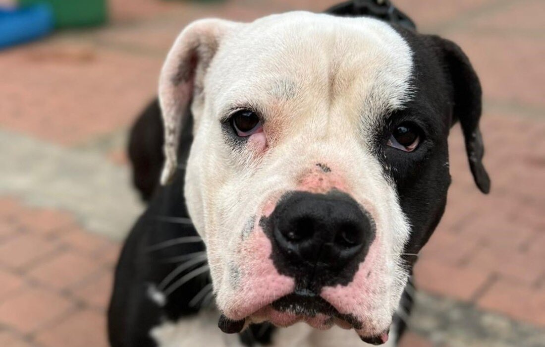 AnimalesBOG's tweet photo. #Noticias | Cerca de 70 perros y gatos esperan encontrar una familia durante las jornadas de adopción del mes de julio.

Conoces aquí la programación de jornadas y los requisitos para adoptar.👇

🔗 https://t.co/tB0AZEryNI https://t.co/HCwYZf61Ie