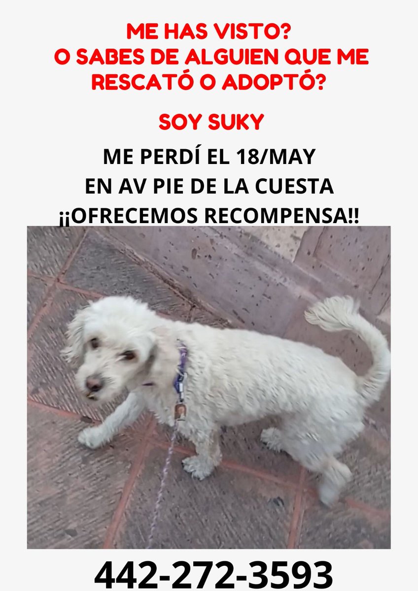 ile0719's tweet photo. Seguimos buscando a Suky, nadie la ha visto desde que se perdió. Suponemos que alguien la resguardo y probablemente la dió en adopción. Su familia la extraña mucho. 

#Queretaro https://t.co/TV4xtgO8pe