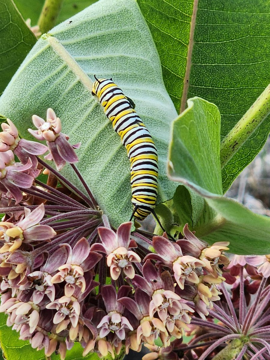 milkweed