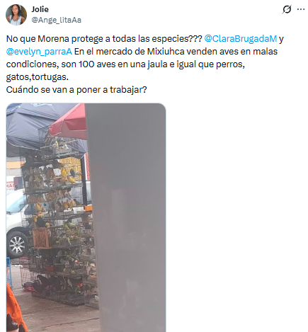 YoAmoaLaCiencia's tweet photo. Autoridades de Brugada se niegan a intervenir en venta ilegal de animales

Denuncian otra vez la venta de aves hacinadas en jaulas, además de perros, gatos y tortugas en el mercado de Mixhuca. 

Y la respuesta de la PAOT fue decir “no me toca” y pedirle a la ciudadana que ella misma presentará la denuncia ante la autoridad federal.

En lugar de iniciar una actuación propia o dar vista directamente a la PROFEPA.

La Ley Orgánica de la PAOT la faculta para investigar los hechos, realizar actos de vigilancia, efectuar visitas de reconocimiento y denunciar directamente ante las autoridades competentes cuando conozca posibles violaciones a la legislación en materia de protección y bienestar animal.

En este caso, la PAOT bajo el mando de Mónica Alegre no informó sobre inspecciones, visitas de verificación, medidas para proteger a los animales ni sobre una coordinación institucional con PROFEPA

En cambio, trasladó esa responsabilidad a la ciudadana, como si fuera ella quien debiera activar el trabajo entre autoridades.

Si una procuraduría ambiental recibe una denuncia pública sobre la posible venta ilegal de animales y observa imágenes donde decenas de aves permanecen hacinadas en jaulas, además de señalamientos sobre la comercialización de otras especies, su obligación no debería limitarse a proporcionar un número telefónico. 

La coordinación entre instituciones existe precisamente para que las personas no tengan que recorrer una oficina tras otra buscando quién haga cumplir la ley.

Cuando una autoridad conoce hechos que podrían involucrar el tráfico o la comercialización irregular de animales, cuenta con mecanismos para dar vista directamente a las autoridades competentes y promover actuaciones conjuntas.

La PAOT decidió no activar esos mecanismos y prefirió que sea la denunciante quien haga su trabajo.

¿Quién está cumpliendo realmente con la obligación de proteger a los animales en la CDMX?

¿La Agencia de Atención Animal que da capacitaciones impartidas por vendedores de animales?

 ¿Ana Villagrán quien respalda eventos donde se comercializan seres vivos?

¿Exactamente qué está haciendo la procuradora Mónica Alegre en la PAOT?

E gobierno “animalista” de Brugada solo ha hecho intocable el Mercado Mixhuca?