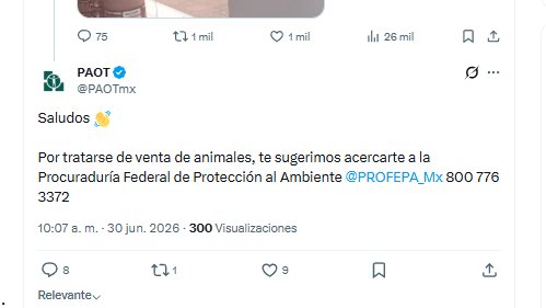 YoAmoaLaCiencia's tweet photo. Autoridades de Brugada se niegan a intervenir en venta ilegal de animales

Denuncian otra vez la venta de aves hacinadas en jaulas, además de perros, gatos y tortugas en el mercado de Mixhuca. 

Y la respuesta de la PAOT fue decir “no me toca” y pedirle a la ciudadana que ella misma presentará la denuncia ante la autoridad federal.

En lugar de iniciar una actuación propia o dar vista directamente a la PROFEPA.

La Ley Orgánica de la PAOT la faculta para investigar los hechos, realizar actos de vigilancia, efectuar visitas de reconocimiento y denunciar directamente ante las autoridades competentes cuando conozca posibles violaciones a la legislación en materia de protección y bienestar animal.

En este caso, la PAOT bajo el mando de Mónica Alegre no informó sobre inspecciones, visitas de verificación, medidas para proteger a los animales ni sobre una coordinación institucional con PROFEPA

En cambio, trasladó esa responsabilidad a la ciudadana, como si fuera ella quien debiera activar el trabajo entre autoridades.

Si una procuraduría ambiental recibe una denuncia pública sobre la posible venta ilegal de animales y observa imágenes donde decenas de aves permanecen hacinadas en jaulas, además de señalamientos sobre la comercialización de otras especies, su obligación no debería limitarse a proporcionar un número telefónico. 

La coordinación entre instituciones existe precisamente para que las personas no tengan que recorrer una oficina tras otra buscando quién haga cumplir la ley.

Cuando una autoridad conoce hechos que podrían involucrar el tráfico o la comercialización irregular de animales, cuenta con mecanismos para dar vista directamente a las autoridades competentes y promover actuaciones conjuntas.

La PAOT decidió no activar esos mecanismos y prefirió que sea la denunciante quien haga su trabajo.

¿Quién está cumpliendo realmente con la obligación de proteger a los animales en la CDMX?

¿La Agencia de Atención Animal que da capacitaciones impartidas por vendedores de animales?

 ¿Ana Villagrán quien respalda eventos donde se comercializan seres vivos?

¿Exactamente qué está haciendo la procuradora Mónica Alegre en la PAOT?

E gobierno “animalista” de Brugada solo ha hecho intocable el Mercado Mixhuca?