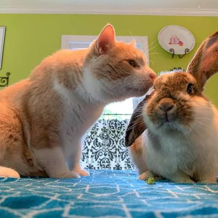 4cvit as bunnies tweet media