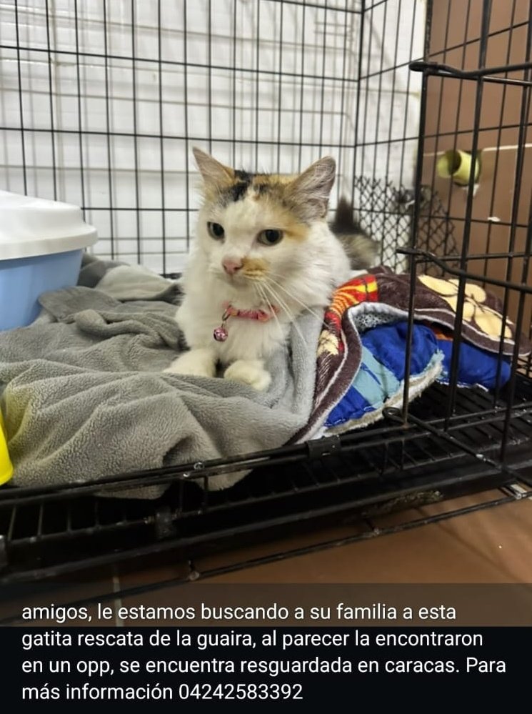 AliceeProAnimal's tweet photo. URGENTE SE BUSCA SU FAMILIA‼️‼️
LA GUAIRA.

DIFUNDE POR FAVOR😔🐱🐱 https://t.co/KTALVzeCYM