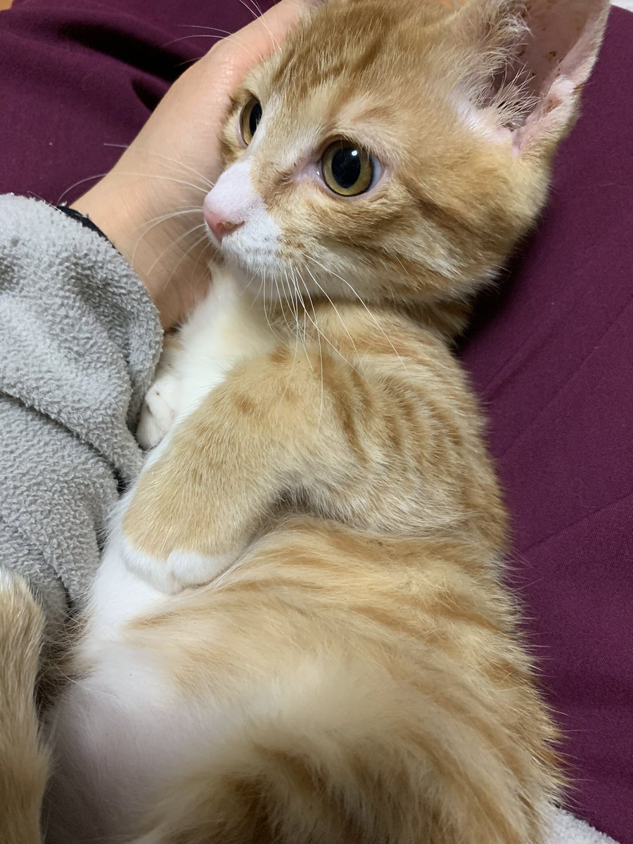 neconecomirin's tweet photo. 猫が好きな人も、そうでない人も。

ひとつだけ、考えてほしいことがあります。

今、「イエネコ」を「防除推進外来種」に位置づける方針が検討されています。

私が願っているのは
命を軽く扱うような対策ではなく、命を守りながら共生できる方法を最優先にしてほしいということ🌸

野良猫が増える背景には
無責任な遺棄や繁殖、適切な対策不足など、人が関わる問題もあ���ます。

猫も
希少な野生動物も
どちらも大切な命です。

だからこそ、一つの命を犠牲にすることを前提とした対策ではなく、命を守れる方法を優先してほしい。

そう願っています。

一人ひとりの声が、未来を変える力になりますように🐈🌿

https://t.co/XqSfFSfIbT