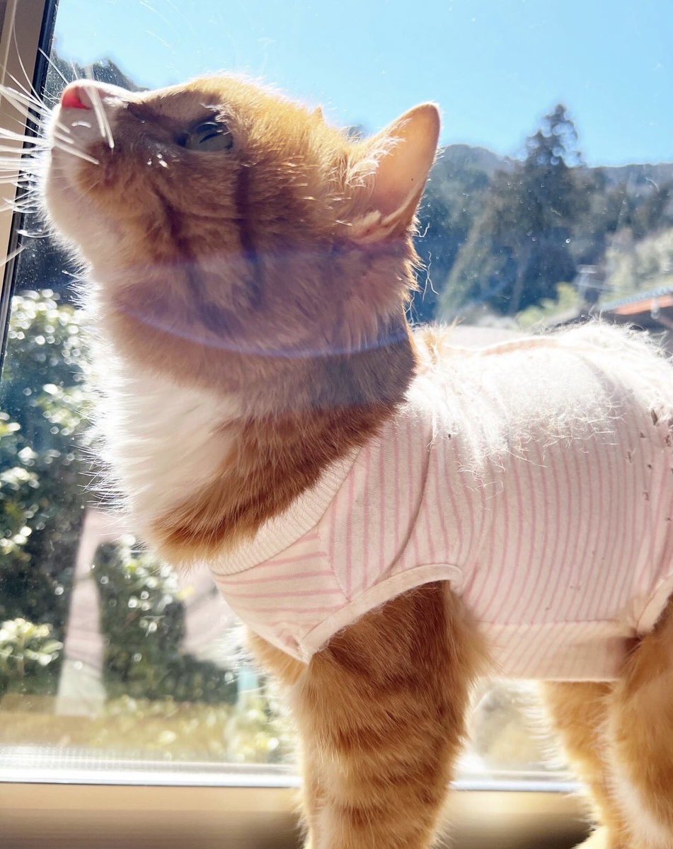 neconecomirin's tweet photo. 猫が好きな人も、そうでない人も。

ひとつだけ、考えてほしいことがあります。

今、「イエネコ」を「防除推進外来種」に位置づける方針が検討されています。

私が願っているのは
命を軽く扱うような対策ではなく、命を守りながら共生できる方法を最優先にしてほしいということ🌸

野良猫が増える背景には
無責任な遺棄や繁殖、適切な対策不足など、人が関わる問題もあ���ます。

猫も
希少な野生動物も
どちらも大切な命です。

だからこそ、一つの命を犠牲にすることを前提とした対策ではなく、命を守れる方法を優先してほしい。

そう願っています。

一人ひとりの声が、未来を変える力になりますように🐈🌿

https://t.co/XqSfFSfIbT