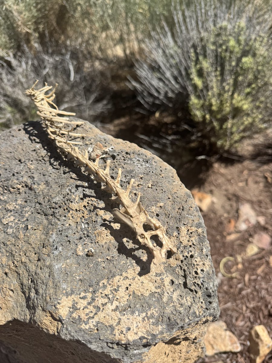 prescribedwalks's tweet photo. What animal do you guy think this was? It’s about a foot long. https://t.co/A1FR3e6Bxz