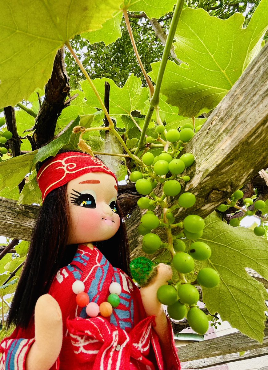 ainu_aityan's tweet photo. イランカラﾌﾟテ～

庭のぶどうが
愛の指先くらいに
大きくなってる！

愛の指先って
どんな大きさやねんって
ツッコミありがとう♡

9月の収穫が楽しみ🍇

お仕事の皆さんも♡
お休みの皆さんも♡

ピリカ✨タント☆
(素敵な今日を)

ピリカな愛のLINEスタンプ
2種類販売中♡

イナンクルアンナ～ https://t.co/RCRNZXzgVm