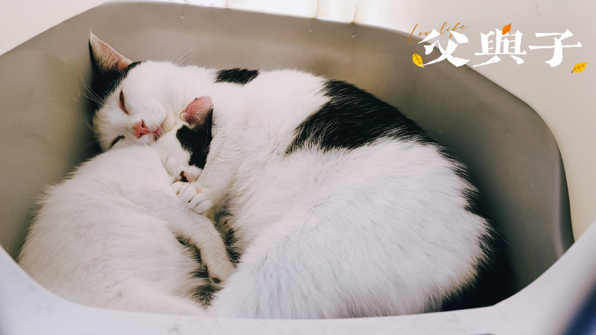 Dario45562062's tweet photo. No rainy day feels long when you curl up with your fluffy buddy—pets turn ordinary moments into warm, joyful memories.， https://t.co/mFpqT0AteM