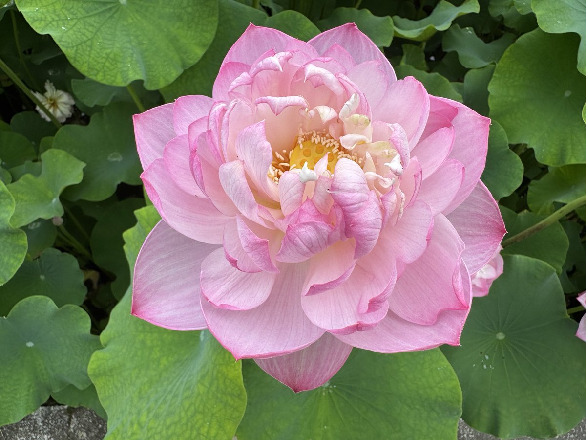 tako_studioini's tweet photo. おはようございます
花はす公園に来た https://t.co/Xs8G1rfPrq