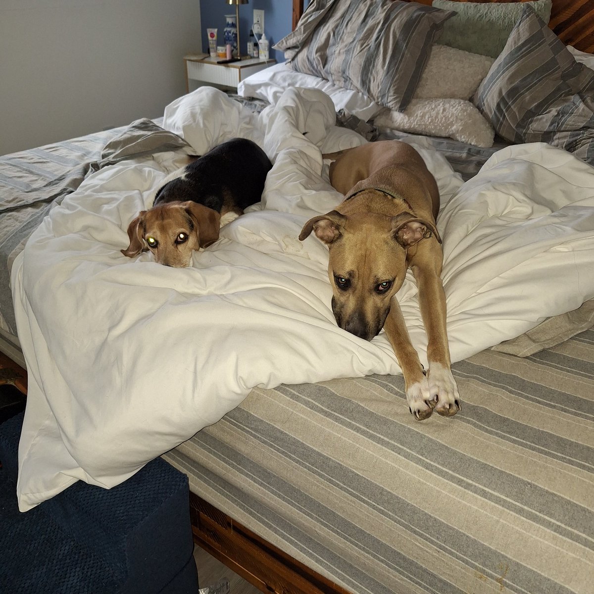 lolabeagle5's tweet photo. We want to wish all of our friends in the US a very happy 4th of July!!! (the others can suck eggs 🤭) Please have lots of fun and stay safe 🇺🇸 #dogfriends #nofireworks #july4 https://t.co/LdQq3jB6nt
