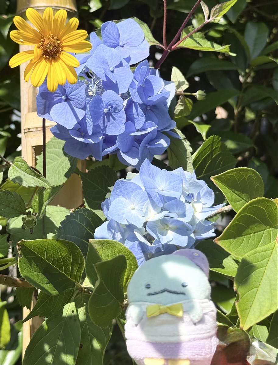 Tokage099's tweet photo. 梅雨の中に、少し夏が見えました。💙🌼 https://t.co/gMuGuOYVQ7