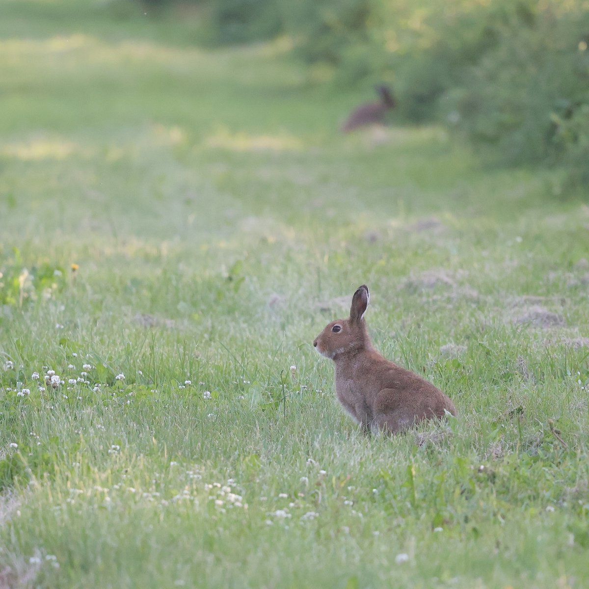 haskapfarm's tweet photo. シロツメクサとエゾユキウサギさん。
北海道も最近は平年並みの気温ですが、ここ数日はとても暑いのでエゾユキさんも日中は隠れています。
本格的な夏はこれからですのでエゾユキさんも私たちも健康第一に過ごしたいものですね。 https://t.co/rTkCVMKYRB