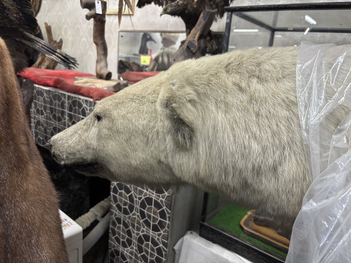 雷鳥トラベル東北 毛皮店に有るシロクマの剥製 1番気になる商品 汚れ