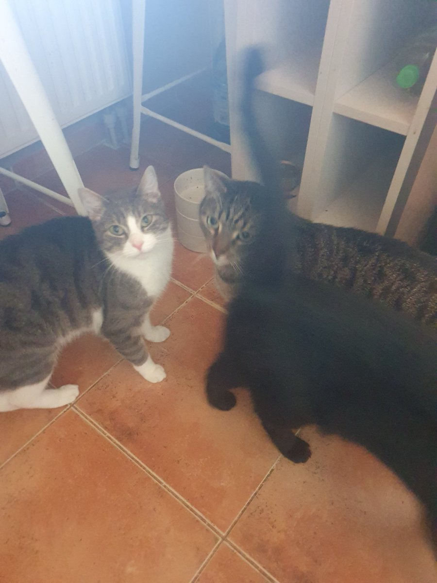 katy_sze's tweet photo. Warszawiacy z północnych krańców, zaginął nasz Bogdan!!! Jeśli ktoś widział tego słodziaka z białym brzuszkiem na Tarcho, proszę o kontakt na priv https://t.co/k1WBilfFSk