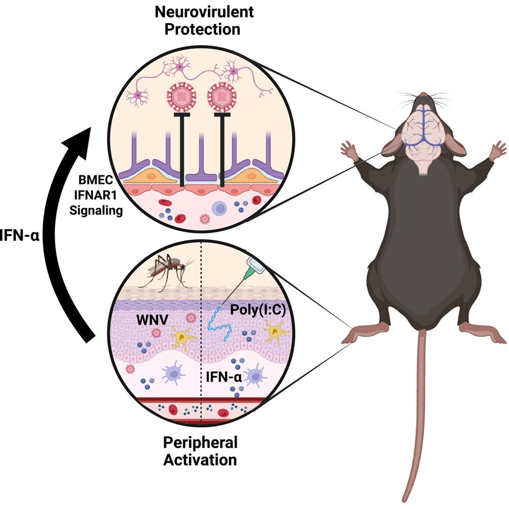 endothelialnews's tweet photo. Systematic approaches combining cytokine profiling, single-nuclei #transcriptomics, immune modulation, and genetic perturbations revealed critical roles for systemic IFN-I and IFN-I receptor signaling in brain microvascular #EndothelialCells. https://t.co/p7ICKeQCkE

Don't miss this #OpenAccess study in @ImmunityCP! 🔓