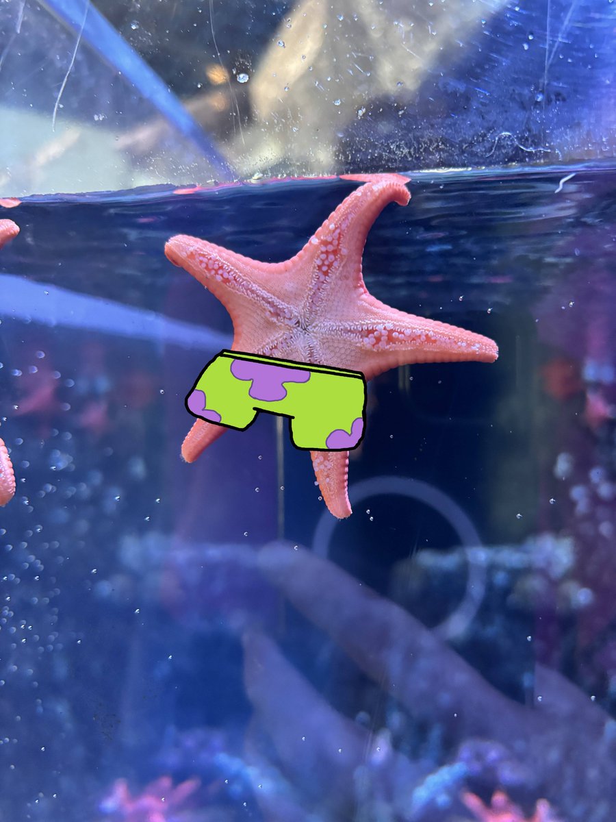 leaftreegrass's tweet photo. thanks to everyone who tuned into my trip recap stream. the vod will be on my twitch for a week. i have a lot of games planned, a new model coming soon, and im hoping to get dual streaming setup to stream to both twitch and youtube. also here is a starfish lol https://t.co/JIJ1UytQWz