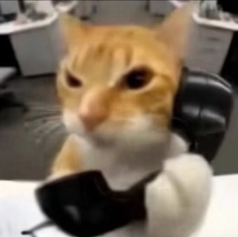 catsworldaura's tweet photo. https://t.co/SscoVPijwx