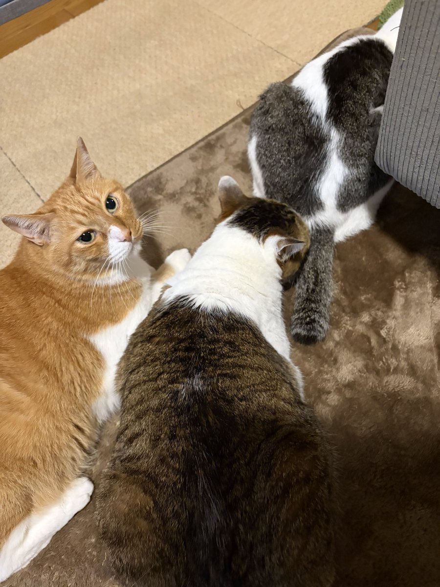 pel318's tweet photo. メッシのアウトのトラップ見た？ https://t.co/Eqz2c9MLLp