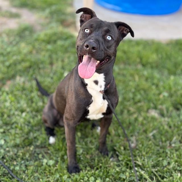 cashsmama08's tweet photo. 🚨LINDA is set to be killed on Monday 7/6 6:30am if no adopter or foster steps up for her😭💔
Please save this sweet girl🙏🙏🙏
Linda is at Stanislaus County Shelter in Modesto, Ca
ID#A611745
Phone#209-558-PETS
Rescues(501c3 only) can email rescue@stancounty.com to tag Linda for rescue🤍
📝Shelter Notes: Linda is a happy, active girl who loves treats, walks well on a leash and does great in doggie playgroups. She's well socialized and is just a happy girl that would do great with some further training❤️❤️❤️

Located At: Stanislaus Animal Services Agency
Description: Shelter staff named me Linda.
I am a female, black and white Pit Bull Terrier mix.
Age: The shelter staff think I am about 4 years old.
More Info: I have been at the shelter since Jun 20, 2026