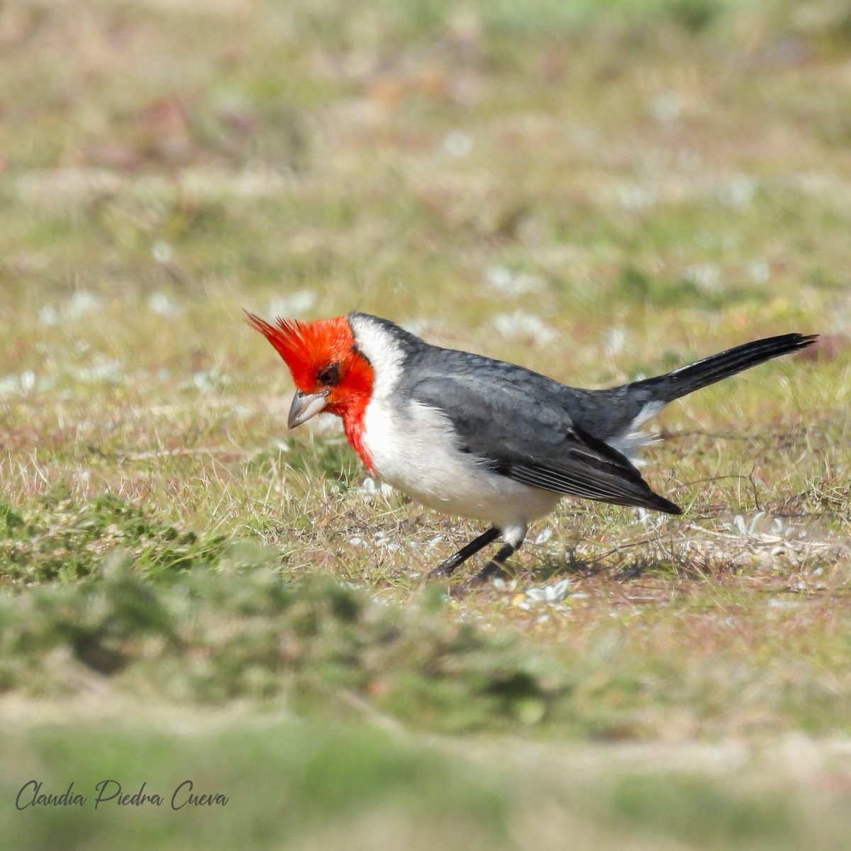 ClauLocura's tweet photo. Amamos ese copetito 🥰
🆔 Cardenal Copete Rojo (Paroaria coronata). https://t.co/dYA3piPtYO