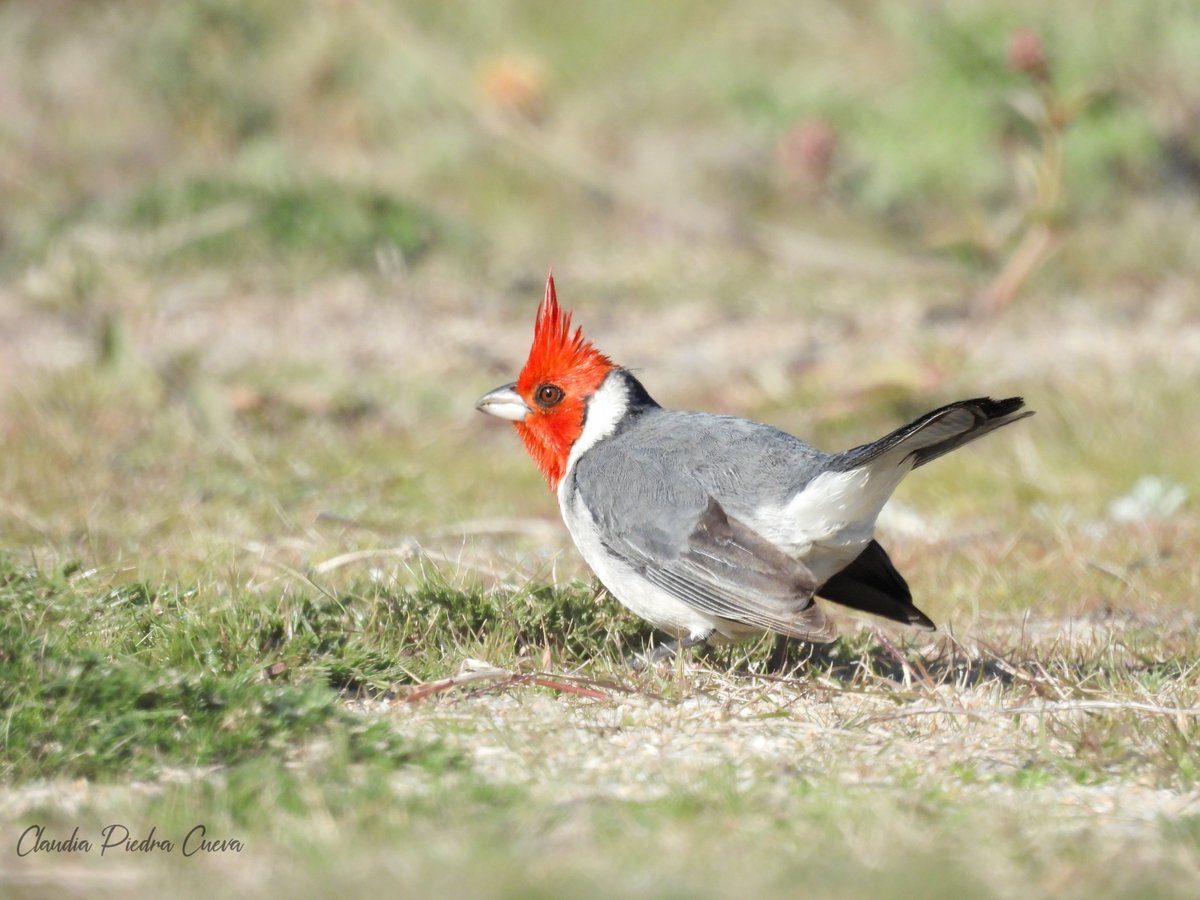 ClauLocura's tweet photo. Amamos ese copetito 🥰
🆔 Cardenal Copete Rojo (Paroaria coronata). https://t.co/dYA3piPtYO