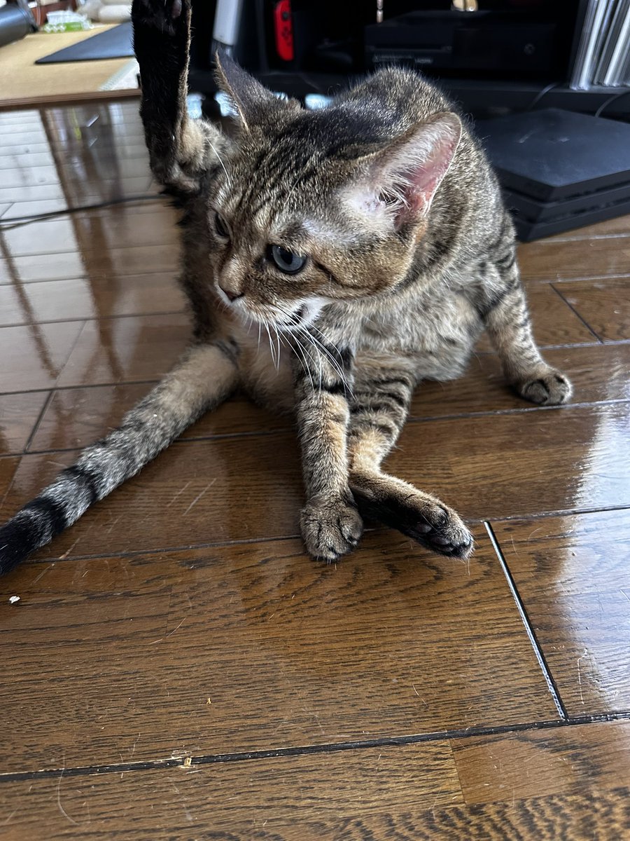 303Catlab's tweet photo. おはようございます。
朝のれあちゃん
毛繕い中
#303CATLAB
#猫
#猫がいる幸せ 
#猫のいる暮らし https://t.co/vaAavpZdI5