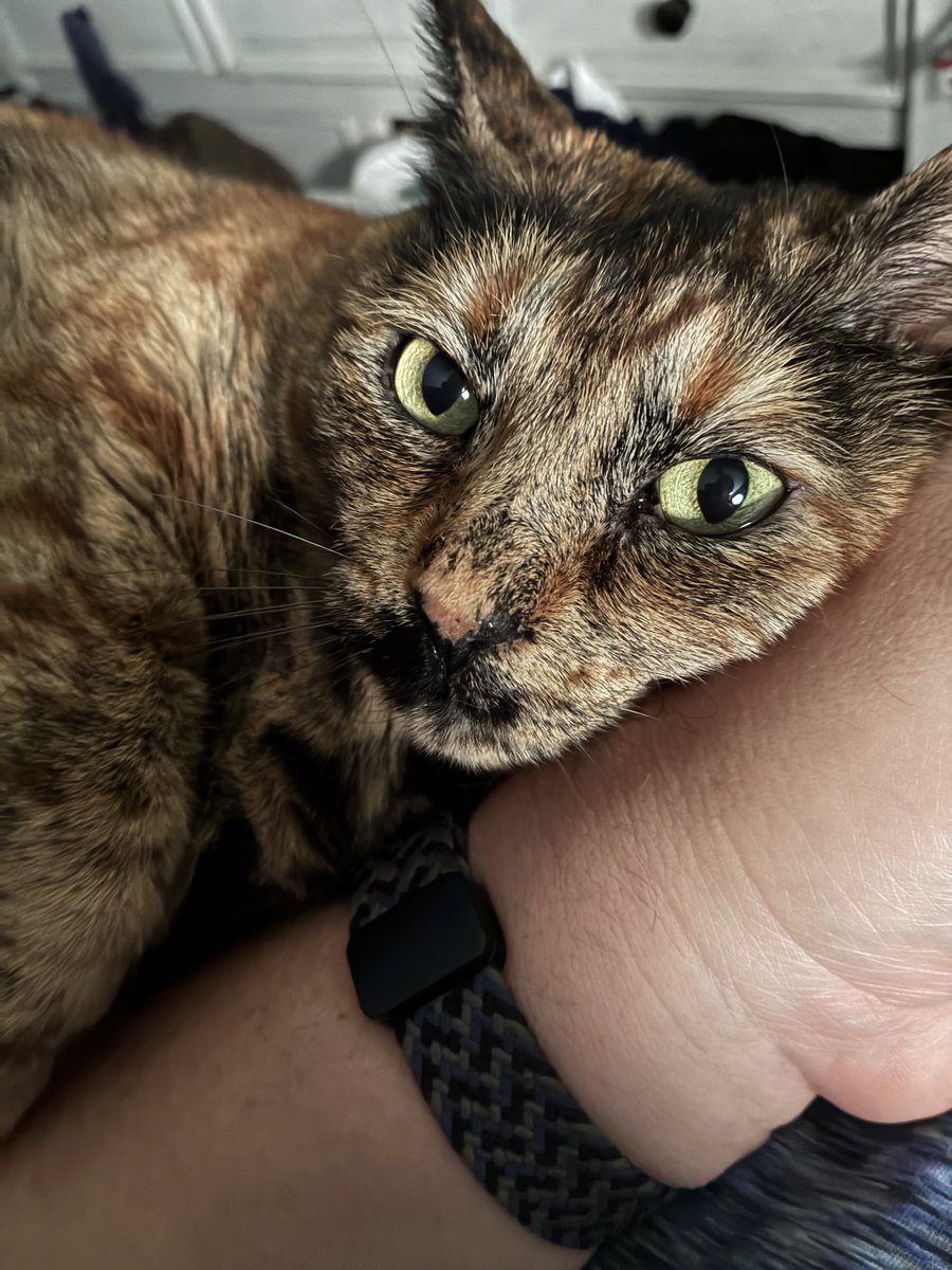 BioBeefcake's tweet photo. Reba snuggles https://t.co/INK93v66Cp