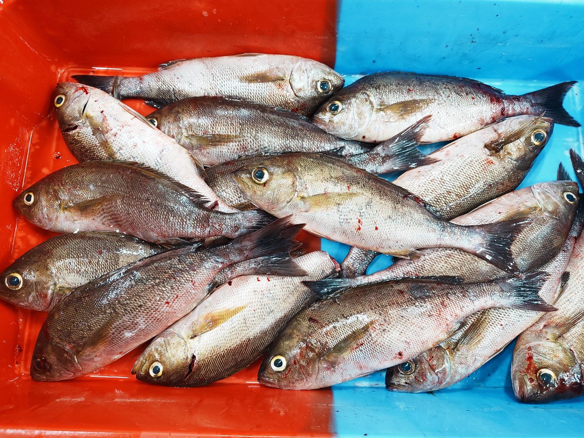 KariyaYasuhiro's tweet photo. 株式会社魚忠の苅谷です
本日は
愛知県三河一色の市場へ
行ってきました
旬のイサキやマゴチなど
美味しそうな魚がある！
ってことで買ってきました
美味しい愛知県の地魚を
食べに魚忠寿司屋各店へ
是非お越しください
#uochu
#魚忠別邸店
#魚忠太平通店
#魚忠熱田店
#魚忠名古屋西店 https://t.co/XEf0l7aDZ7