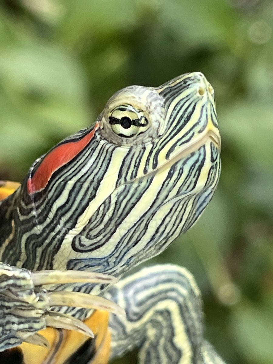 おはようございます😊🐢🐢 今日も色艶良き💖 亀吉🐢テンちゃん🐢です😊💖