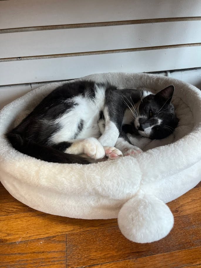 MeWowCatCafe's tweet photo. See ya' in the Caturday AM, everyone!  We open at 10 and we'll be waiting, all rested up and stuff 😼😽❤

#mewowcatcafe #catcave #goodnight #sleeptight #catlovers https://t.co/jPlnCU1ym8