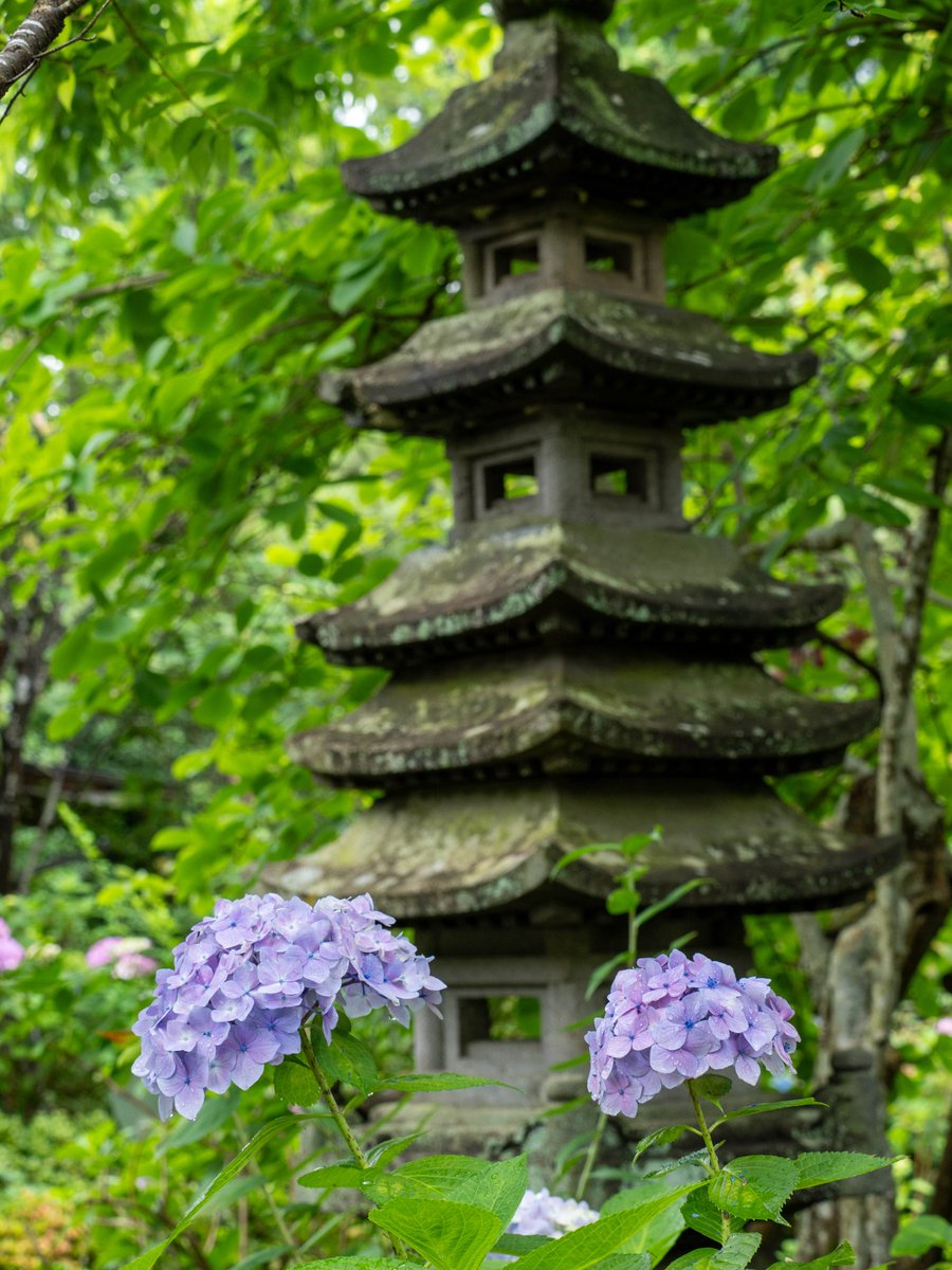 alpainski's tweet photo. 仙台市内の水仙と紫陽花　2026.07.03｜sakano @alpainski https://t.co/GBYzJRetUO https://t.co/khkEBFrgkT