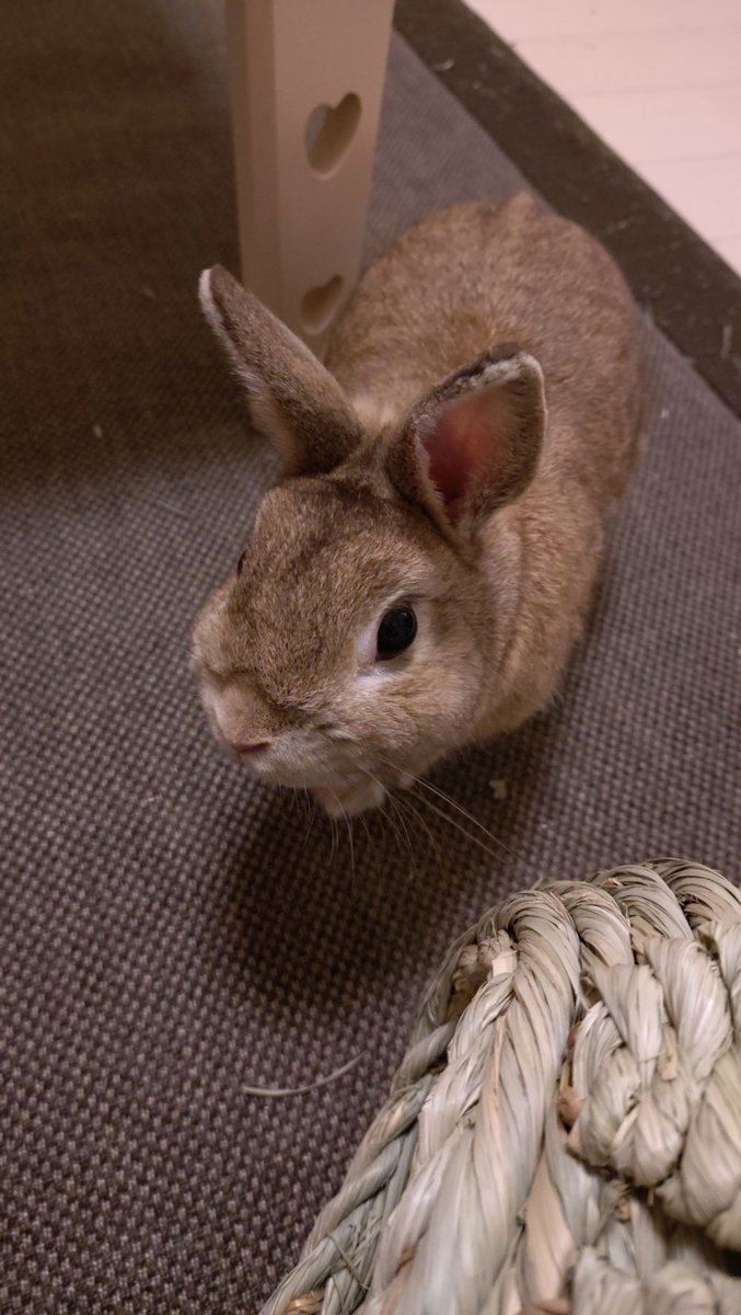 bunny