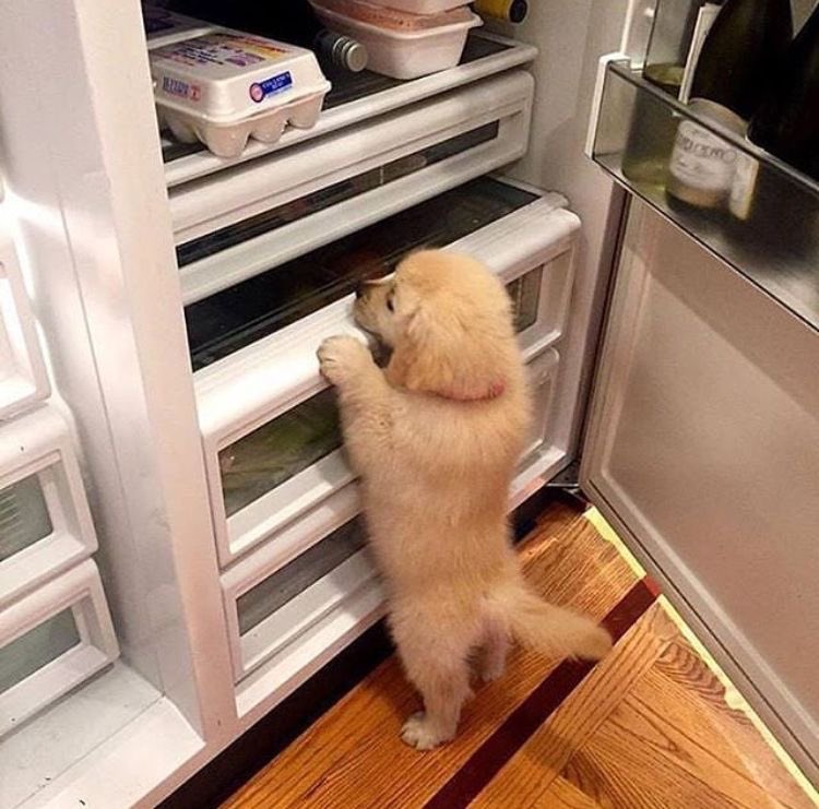 bbgst48's tweet photo. Get me the foodddd, I’m hungryyyy but I’m too short to reachhh :p https://t.co/6dH2JGUyMf