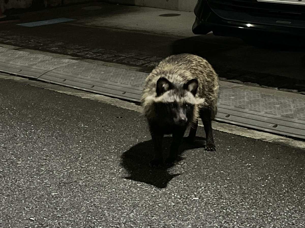 昨日夜歩いて帰ってたら、たぬきと遭遇 間近で生たぬき初めて見たけど