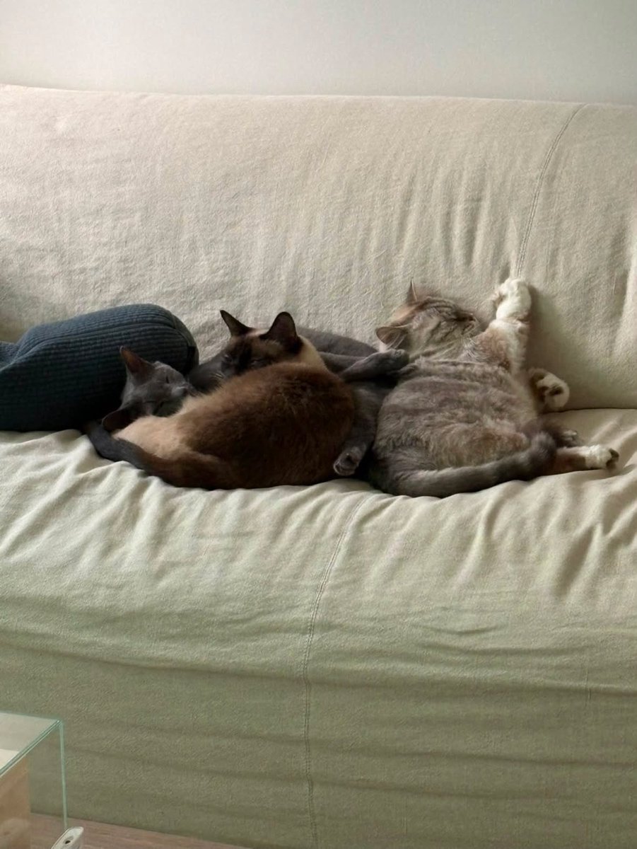 JayB_Base's tweet photo. Can you share a little update on your cats, who are also beloved by your fans? Does spending time with them help you decompress from the stress of work?

Of course they do. They're my family. Spending time with them gives me a chance to relax and forget about things for a while. But eventually, the stress comes back. At some point, you still have to face it head-on.

🔗https://t.co/688FKFMC8S

#JAYB #제이비