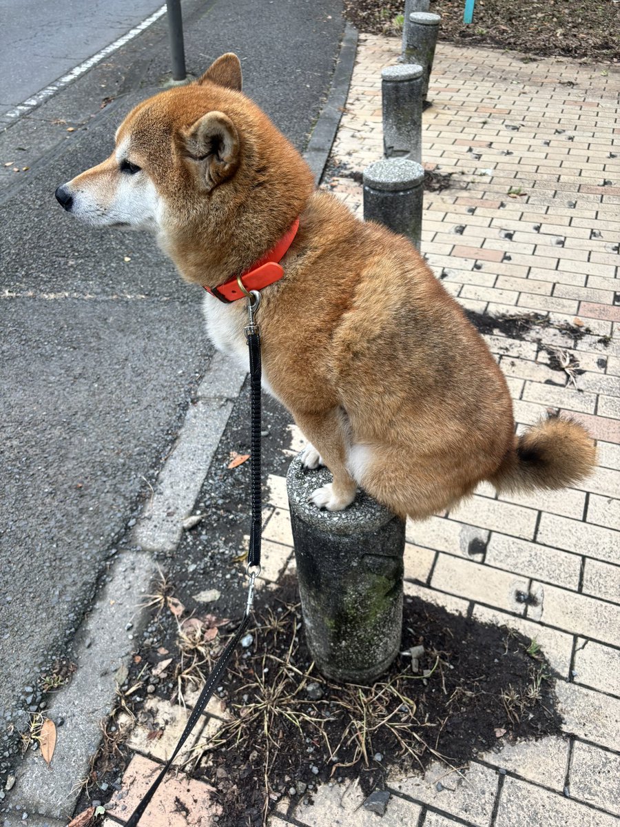 hikingshibaGAKU's tweet photo. 信じられますか、、
自分で乗ったくせにここで降りたくないと拒否柴始めるんです🫠 https://t.co/ayXqd34BH8