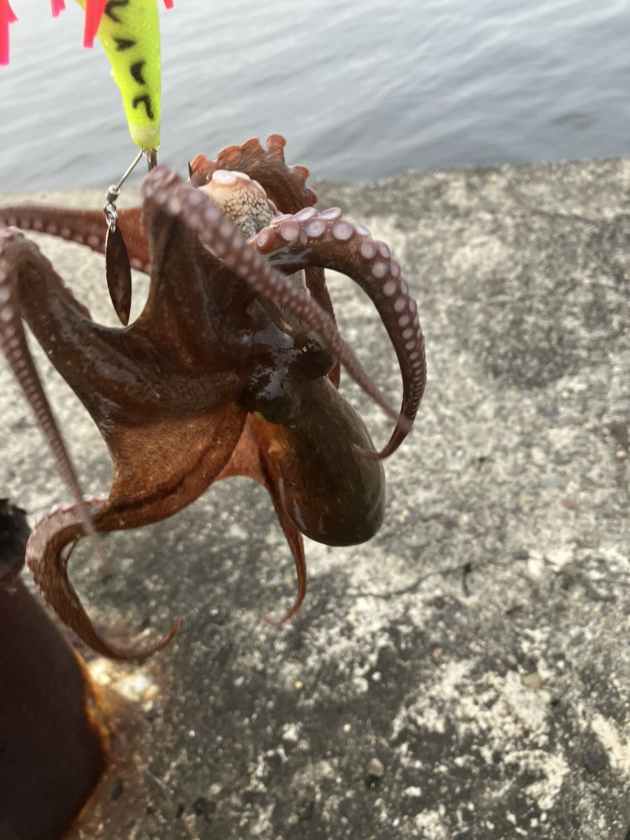 MAGOTI1600's tweet photo. 2026.7.3仕事終わりにちょこっと釣行🎣
タコ好調🐙🐙🐙
海の恵みに感謝🎵

#大阪湾 
#オクトパッシング
#タコ釣り https://t.co/8TyLD1SIQQ