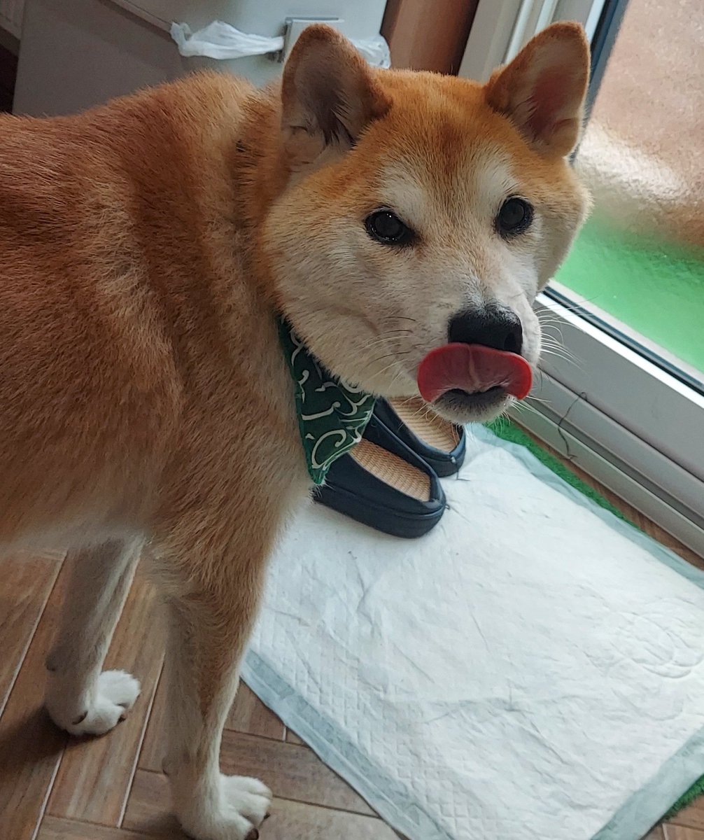 scrap_memo's tweet photo. 犬のお散歩いって、草刈りして、週明けに担当者に渡したい品物を作って、現在の仕事場所でも自分の仕事が出来る様に準備と段取りを組んだら明日は休む!!　休むぞ!!(*^-^*) https://t.co/0Cunoq0KgD